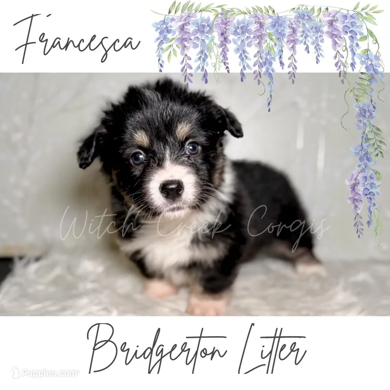Francesca- fluffy – Cardigan Welsh Corgi, Pembroke Welsh Corgi puppy for sale in Greenwood, IN