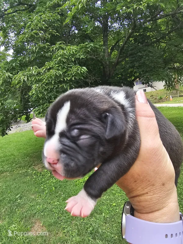 Male – American Bully puppy for sale in Saint Albans, WV