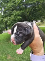 Male, a male American Bully for sale in Saint Albans, WV – 1 of 2