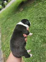Female 1, a female American Bully for sale in Saint Albans, WV – 2 of 2