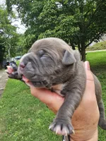 Female 2, a male American Bully for sale in Saint Albans, WV – 1 of 2