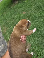 Fawn Tri Male, a male American Bully for sale in Saint Albans, WV – 2 of 2