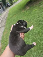 Male, a male American Bully for sale in Saint Albans, WV – 2 of 2