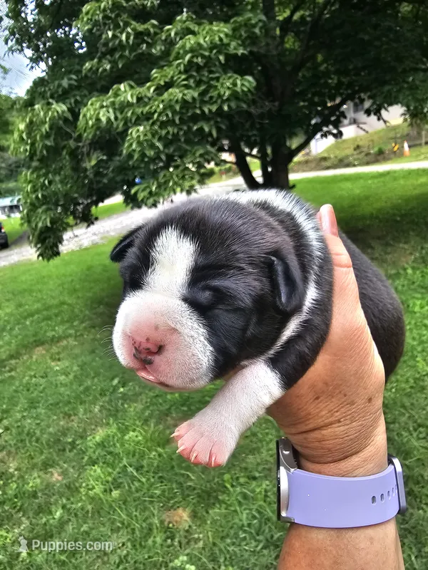 Female 1 – American Bully puppy for sale in Saint Albans, WV