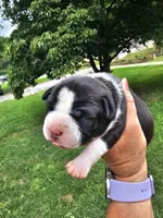 Female 1, a female American Bully for sale in Saint Albans, WV – 1 of 2