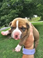 Fawn Tri Male, a male American Bully for sale in Saint Albans, WV – 1 of 2