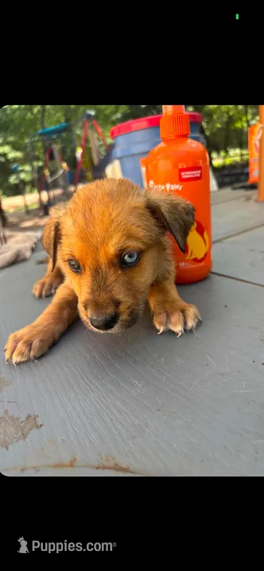 Gucci  – German Shepherd Dog, Siberian Husky puppy for sale in Addison, TX