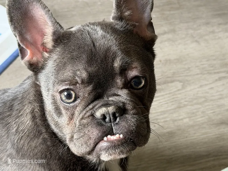 Luna – French Bulldog puppy for sale in The Dalles, OR