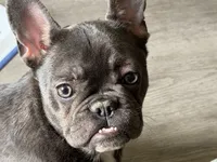 Luna, a female French Bulldog for sale in The Dalles, OR – Photo 1 of 4