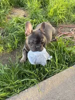 Luna, a female French Bulldog for sale in The Dalles, OR – Photo 4 of 4