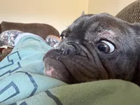 Luna, a female French Bulldog for sale in The Dalles, OR – Photo 2 of 4