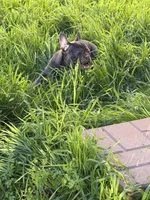 Luna, a female French Bulldog for sale in The Dalles, OR – Photo 3 of 4