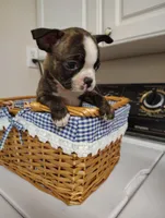 Boston terrier male , a male Boston Terrier for sale in Salisbury, NC – Photo 2 of 2