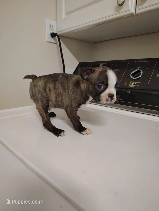 Boston terrier male  – Boston Terrier puppy for sale in Salisbury, NC