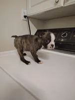 Boston terrier male , a male Boston Terrier for sale in Salisbury, NC – Photo 1 of 2