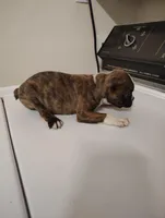 Boston terrier male , a male Boston Terrier for sale in Salisbury, NC – Photo 2 of 2