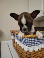 Boston terrier male , a male Boston Terrier for sale in Salisbury, NC – Photo 1 of 2