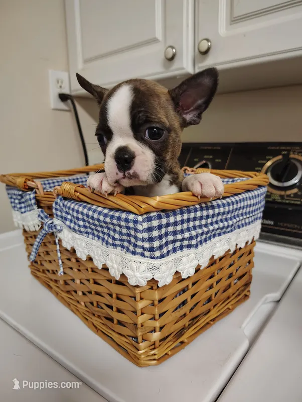 Boston terrier female – Boston Terrier puppy for sale in Salisbury, NC