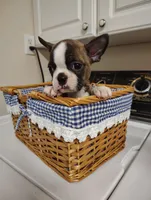 Boston terrier female, a female Boston Terrier for sale in Salisbury, NC – Photo 1 of 2