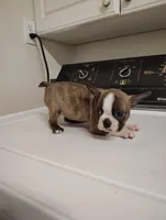 Boston terrier female, a female Boston Terrier for sale in Salisbury, NC – Photo 2 of 2