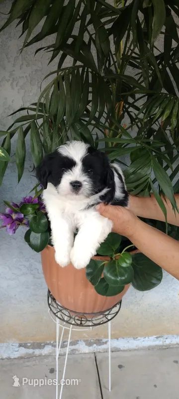 Bella – Shih Tzu puppy for sale in Lindsay, CA