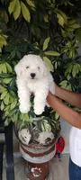 toni, a male Poodle - Standard  for sale in Lindsay, CA – 2 of 2