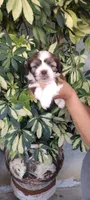 Bobby, a male Shih Tzu for sale in Lindsay, CA – 1 of 2
