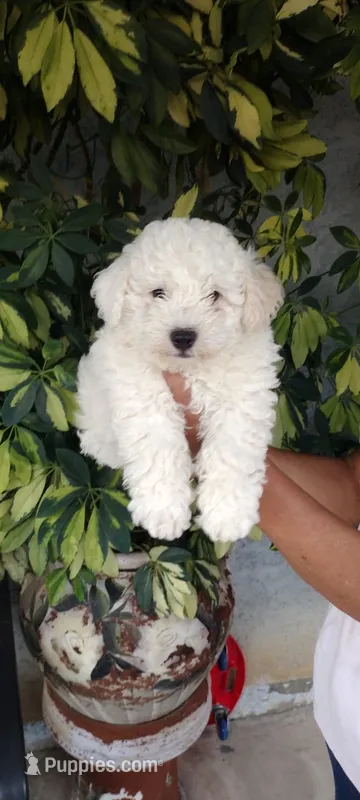 toni – Poodle - Standard  puppy for sale in Lindsay, CA