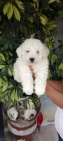 toni, a male Poodle - Standard  for sale in Lindsay, CA – 1 of 2