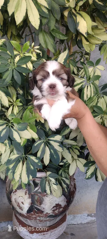 Bobby – Shih Tzu puppy for sale in Lindsay, CA