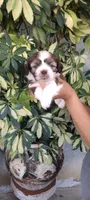 Bobby, a male Shih Tzu for sale in Lindsay, CA – 1 of 2