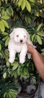 toni, a male Poodle - Standard  for sale in Lindsay, CA – 2 of 2