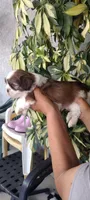 Bobby, a male Shih Tzu for sale in Lindsay, CA – 2 of 2