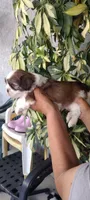 Bobby, a male Shih Tzu for sale in Lindsay, CA – 2 of 2
