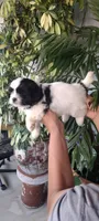 Bella, a female Shih Tzu for sale in Lindsay, CA – 2 of 2