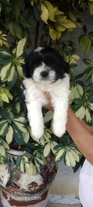 Tony – Shih Tzu puppy for sale in Lindsay, CA