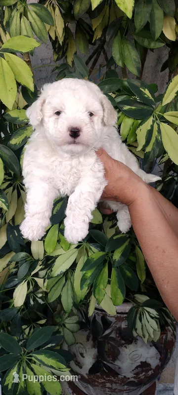 toni – Poodle - Standard  puppy for sale in Lindsay, CA