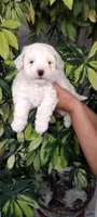 toni, a male Poodle - Standard  for sale in Lindsay, CA – 1 of 2