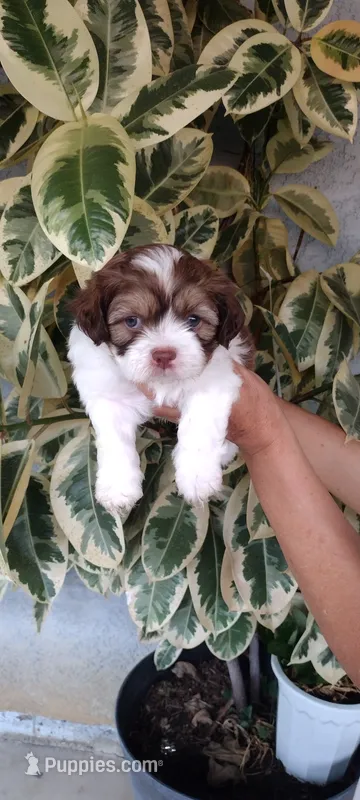 Canelo – Shih Tzu puppy for sale in Lindsay, CA