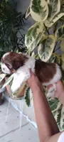 Canelo, a male Shih Tzu for sale in Lindsay, CA – 2 of 2