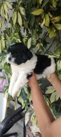 Tony, a male Shih Tzu for sale in Lindsay, CA – 2 of 2