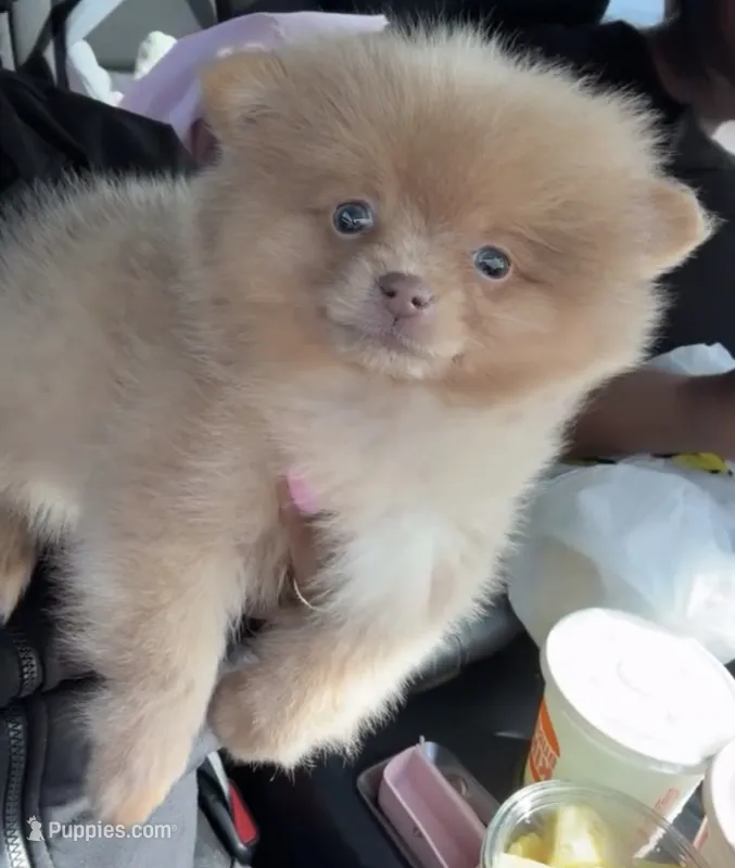 Kash – Pomeranian puppy for sale in Laplace, LA