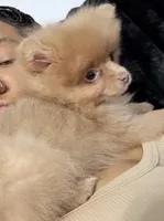Kash, a male Pomeranian for sale in Laplace, LA – 2 of 2