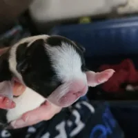 Dotty, a female Boston Terrier for sale in Newton, IA – Photo 2 of 5