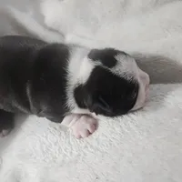 Dotty, a female Boston Terrier for sale in Newton, IA – Photo 5 of 5