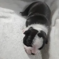 Dotty, a female Boston Terrier for sale in Newton, IA – Photo 4 of 5