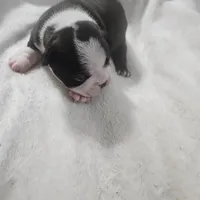 Dotty, a female Boston Terrier for sale in Newton, IA – Photo 1 of 5