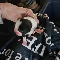 Dotty, a female Boston Terrier for sale in Newton, IA – Photo 3 of 5