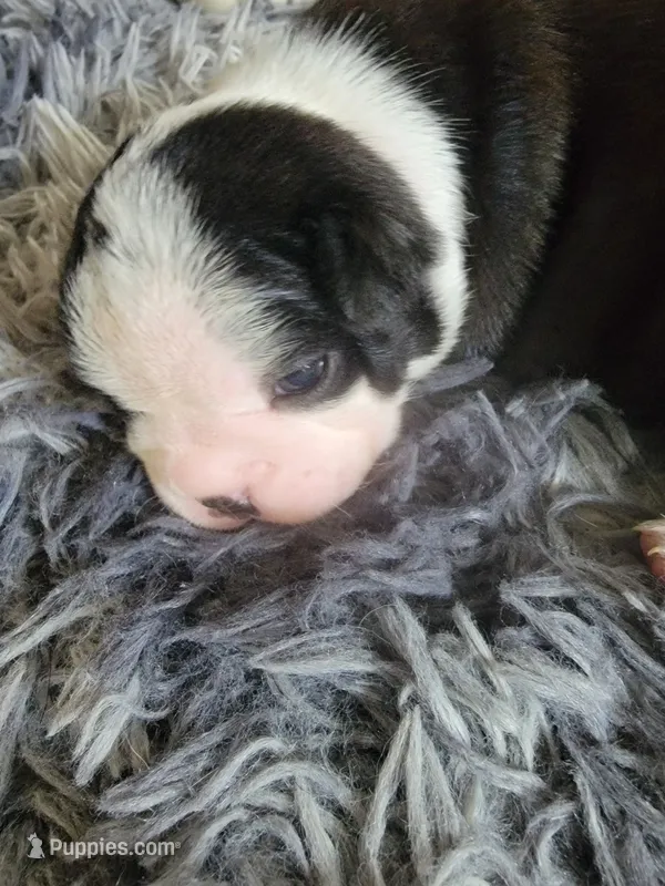 Dotty – Boston Terrier puppy for sale in Newton, IA