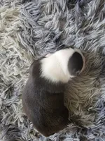 Mazey, a female Boston Terrier for sale in Newton, IA – 2 of 2